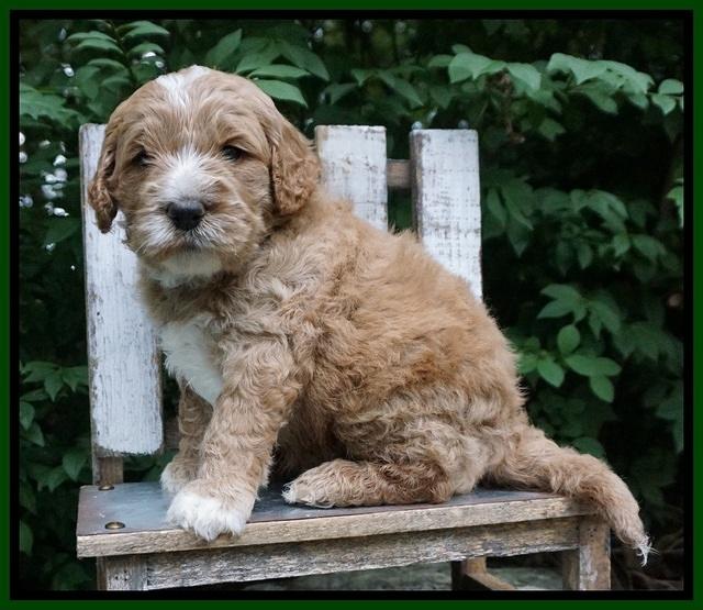 Sundae Trapper pups 4 wks old 151