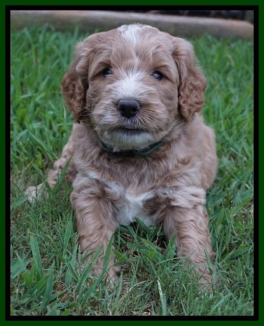 Sundae Trapper pups 5 wks old 181