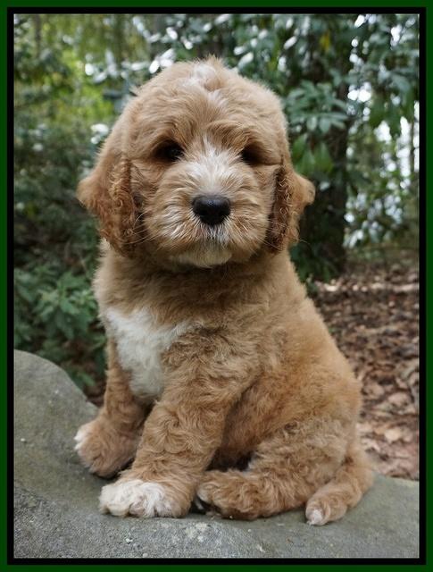 Sundae Trapper pups 8 wks old 181