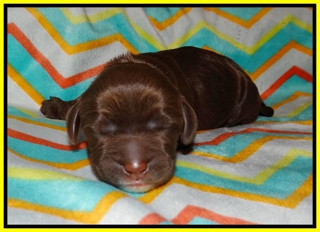 Sundae Trapper Newborn 141