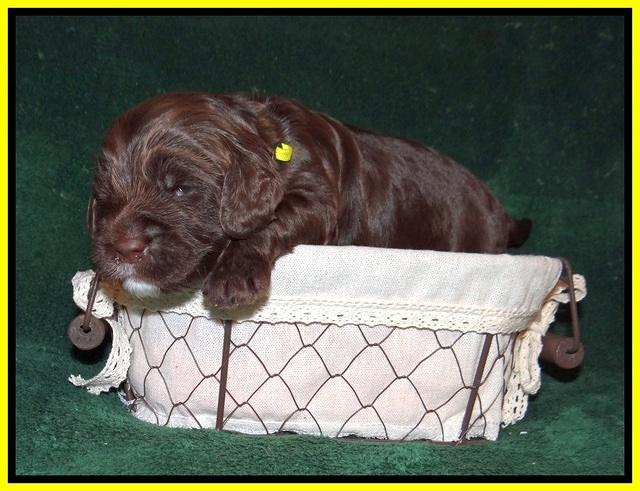 Sundae Trapper pups 2 wks old 231