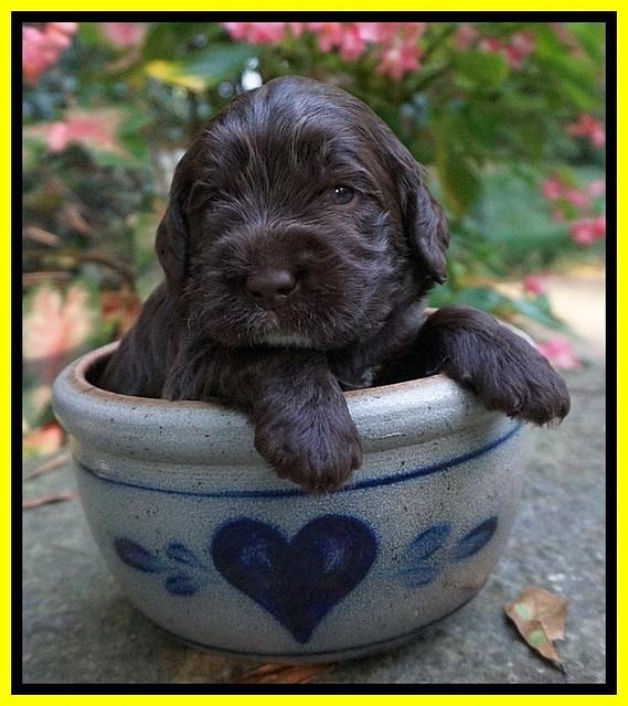 Sundae Trapper pups 3 wks old 171