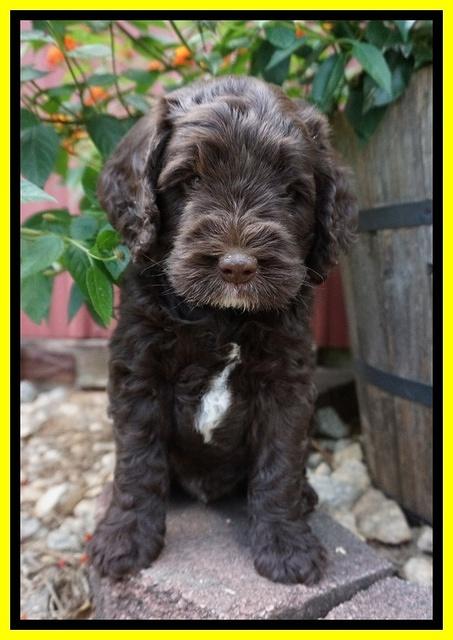 Sundae Trappers pups 6 wks old 211