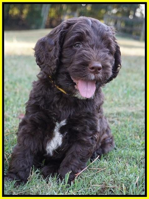 Sundae Trappers pups 7 wks old 251