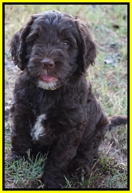 Sundae Trappers pups 7 wks old 281