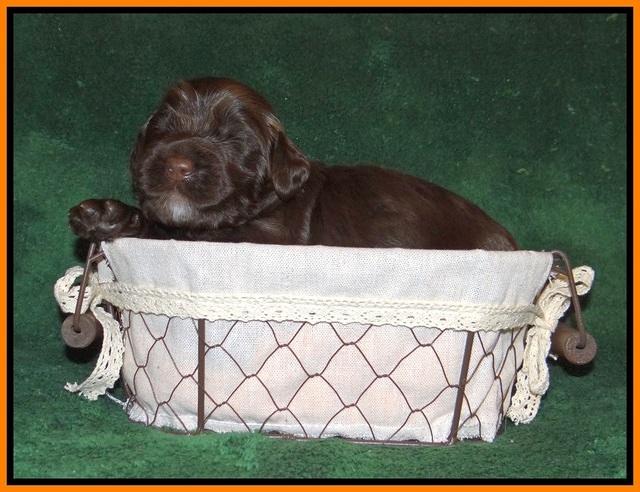 Sundae Trapper pups 2 wks old 251