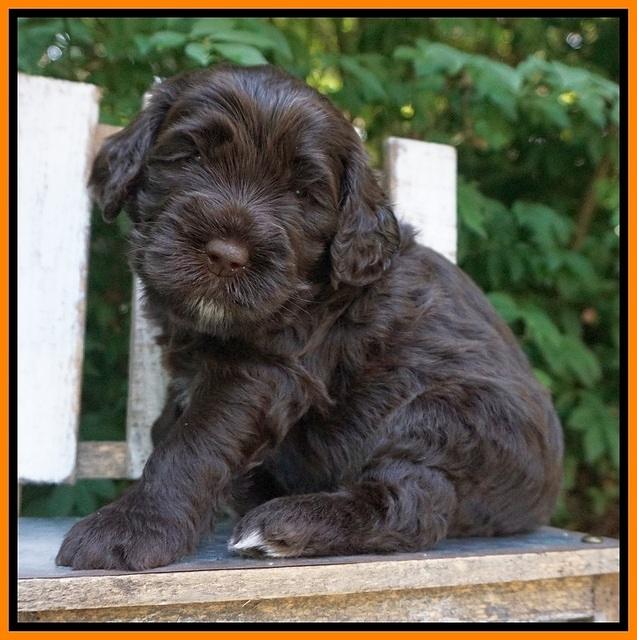 Sundae Trapper pups 4 wks old 261