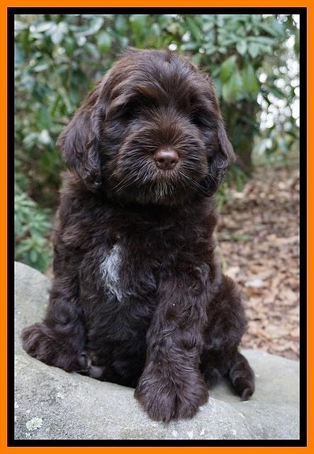 Sundae Trapper pups 8 wks old 211