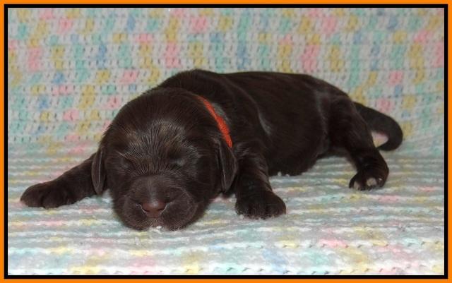 Sundae Trapper pups one week old 151