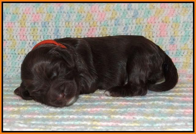 Sundae Trapper pups one week old 161