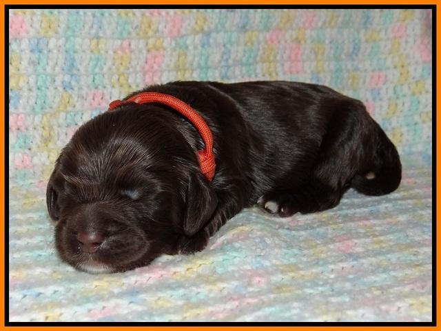 Sundae Trapper pups one week old 171