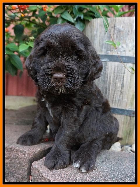 Sundae Trappers pups 6 wks old 231