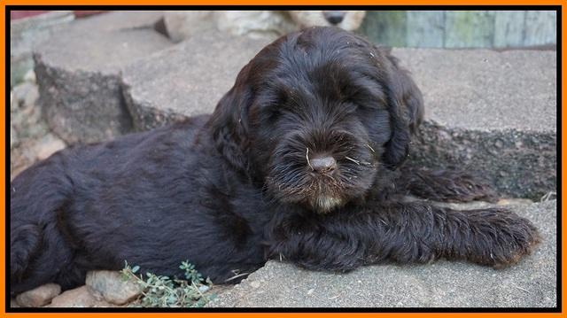 Sundae Trappers pups 7 wks old 341