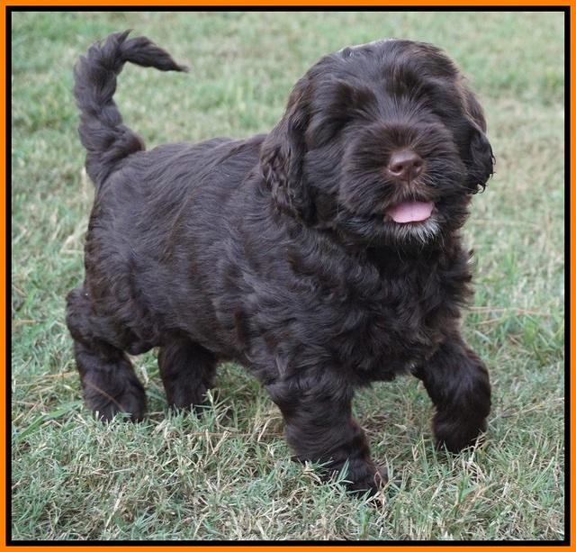 Sundae Trappers pups 7 wks old 351