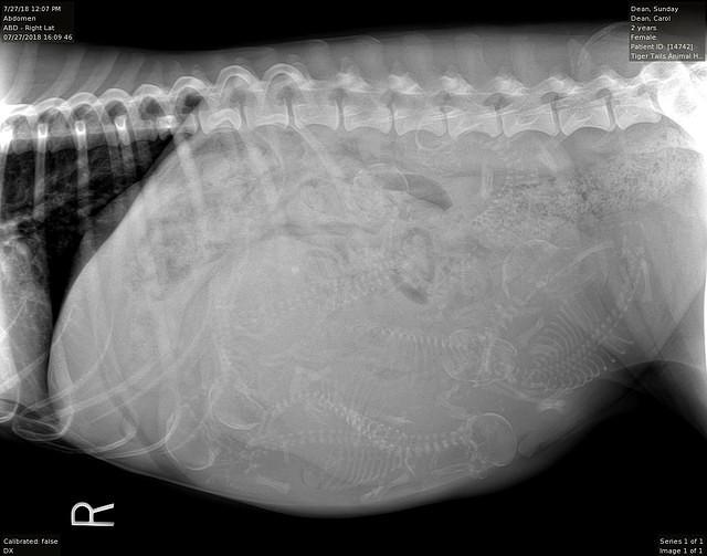 Sundae preg xray Trapper 7 27 18
