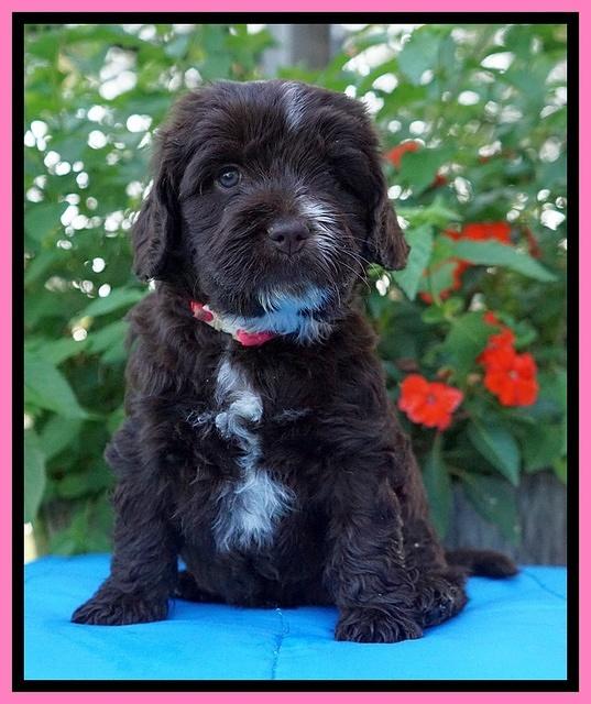 Sundae Camo Pups 5 wks old 51