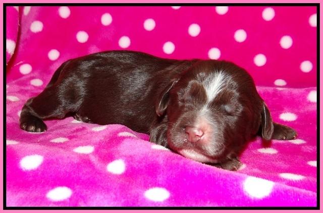 Sundae Camo pups 1 wk old 11