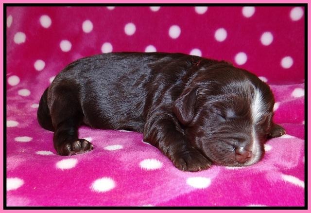 Sundae Camo pups 1 wk old 21