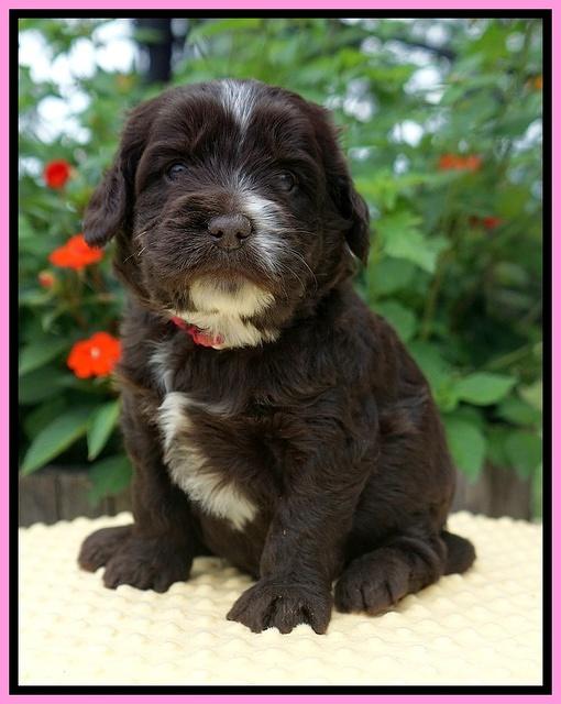 Sundae Camo pups 4 wks old 71