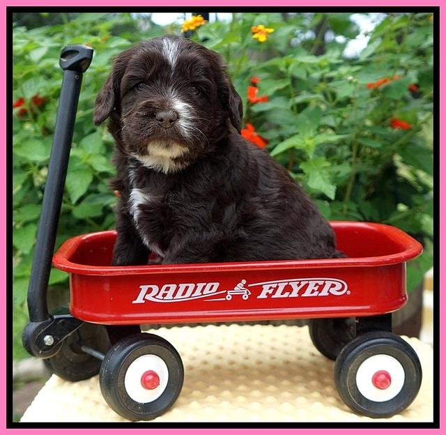 Sundae Camo pups 4 wks old 91