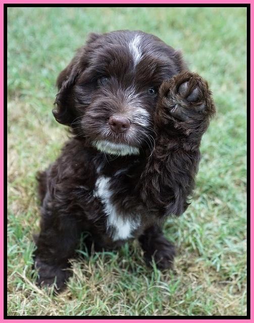 Sundae Camo pups 7 wks old 61