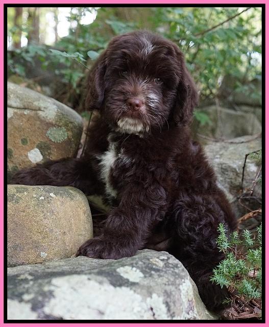 Sundae Camo pups 8 wks old 131