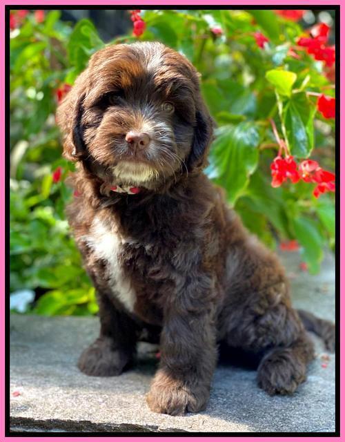 Sundae Camo pups 8 wks old 91