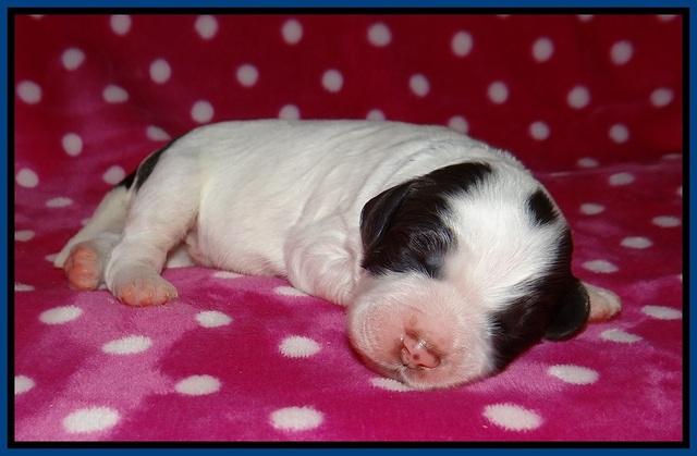 Sundae Camo pups 1 wk old 31