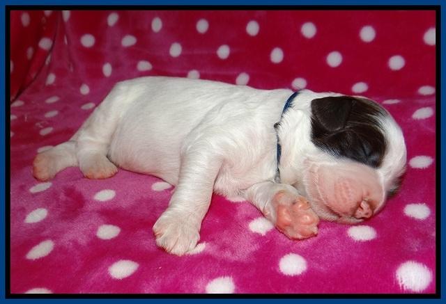 Sundae Camo pups 1 wk old 41