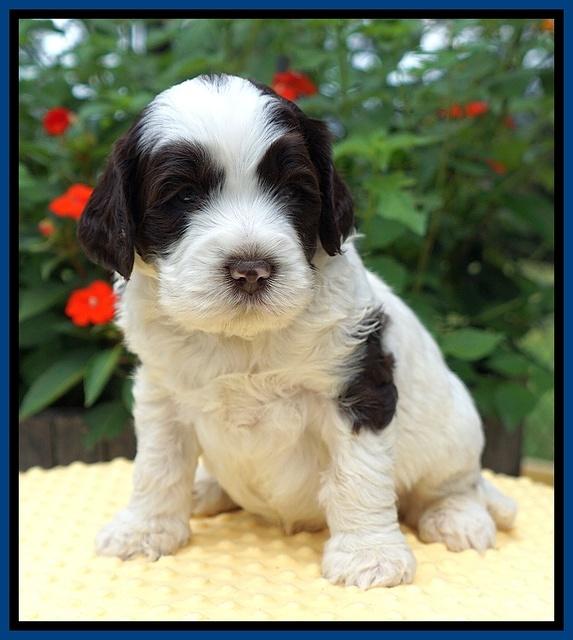 Sundae Camo pups 4 wks old 21