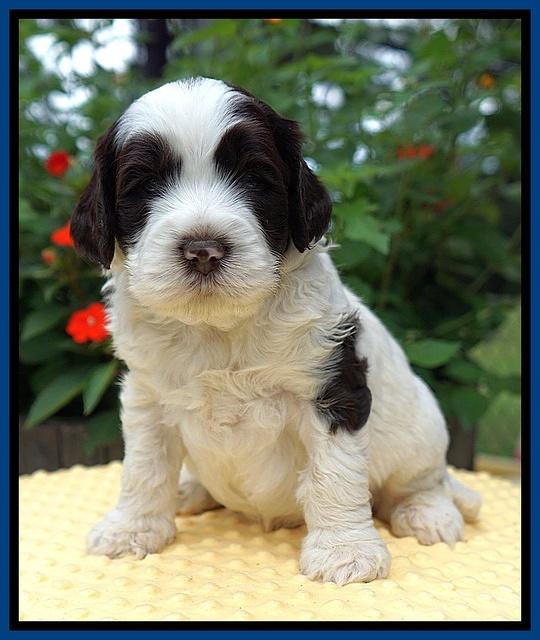 Sundae Camo pups 4 wks old 41