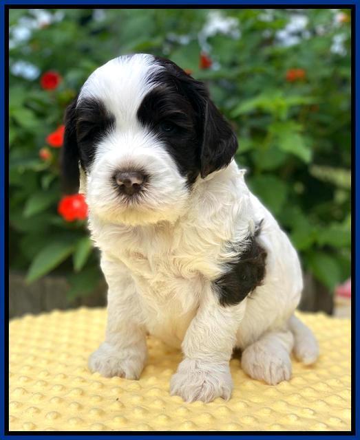 Sundae Camo pups 4 wks old 51