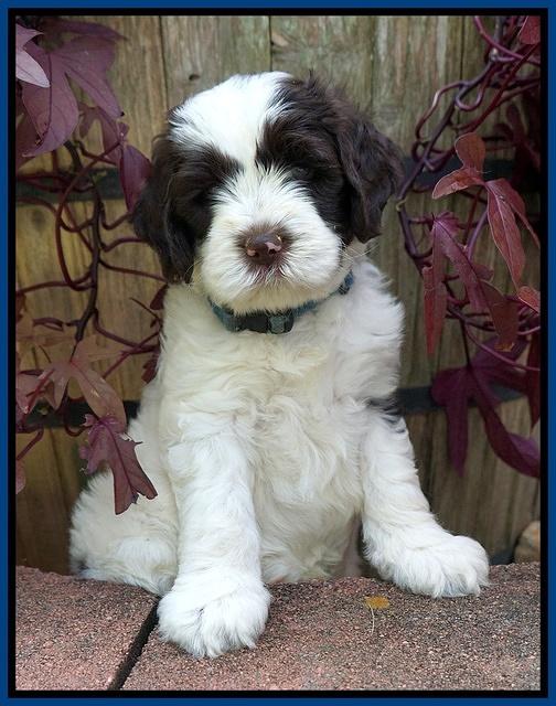 Sundae Camo pups 6 wks old 51
