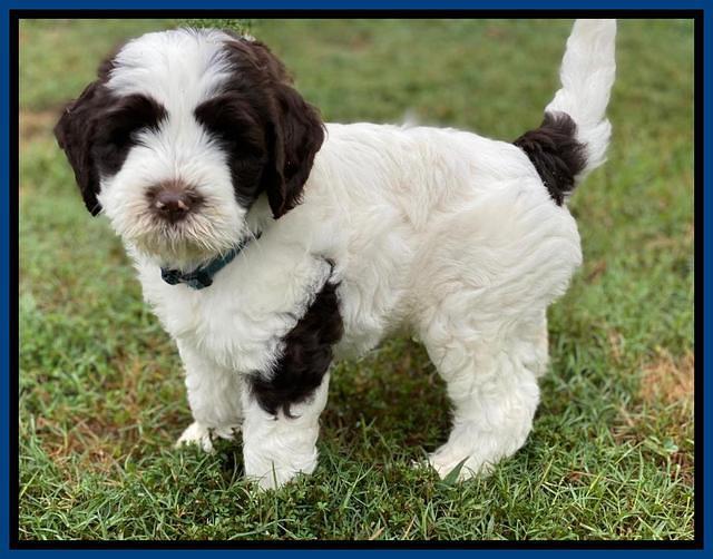 Sundae Camo pups 7 wks old 41