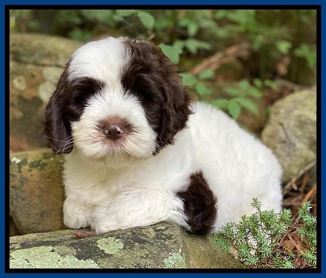 Sundae Camo pups 8 wks old 12100