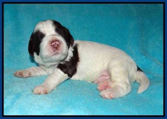 Sundae Dansby pups 2 wks old 61