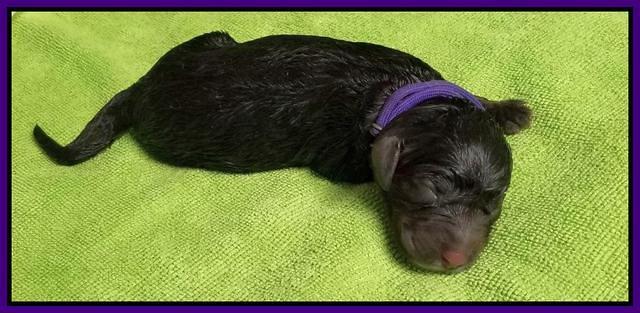 Newborn Sundae Camo purple girl