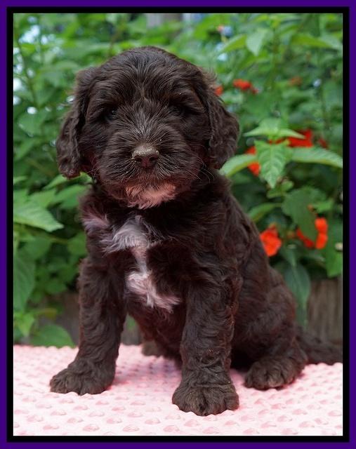 Sundae Camo Pups 5 wks old 141
