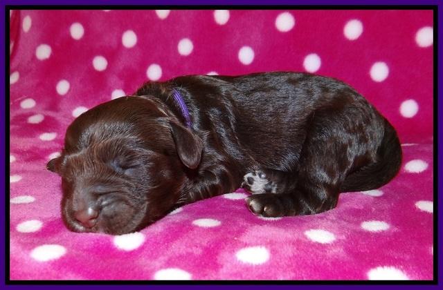 Sundae Camo pups 1 wk old 51