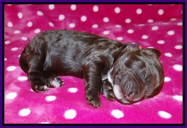Sundae Camo pups 1 wk old 61