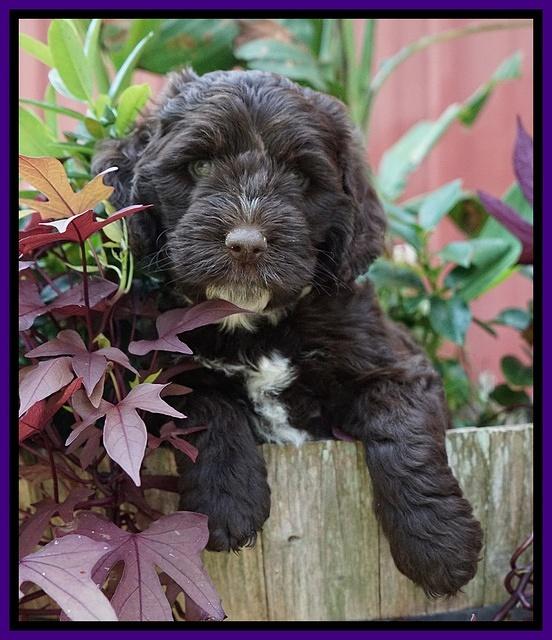 Sundae Camo pups 6 wks old 111