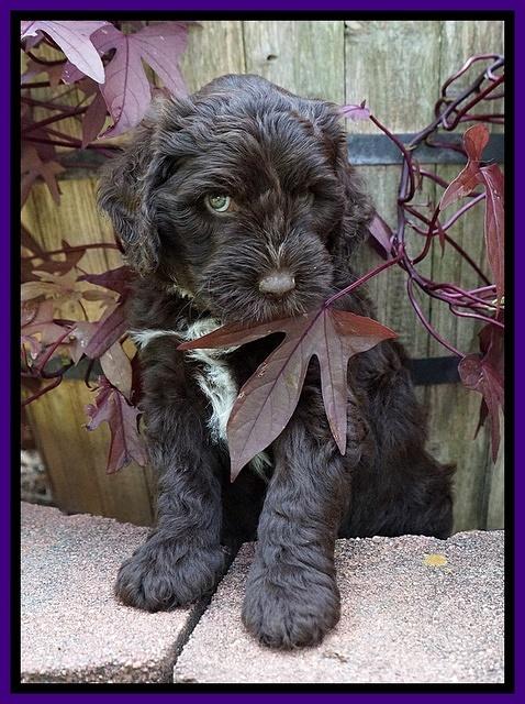 Sundae Camo pups 6 wks old 121