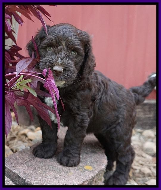 Sundae Camo pups 6 wks old 141