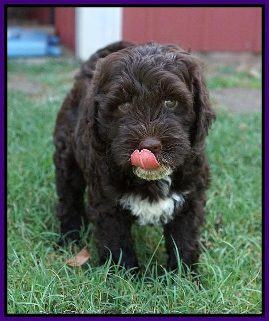 Sundae Camo pups 7 wks old 101