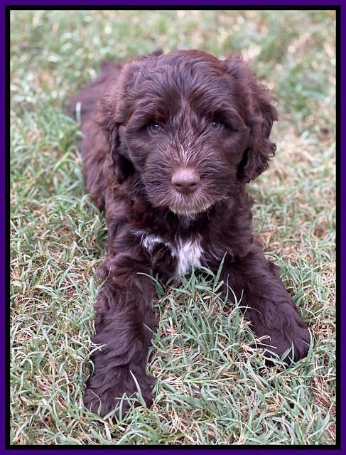 Sundae Camo pups 7 wks old 131