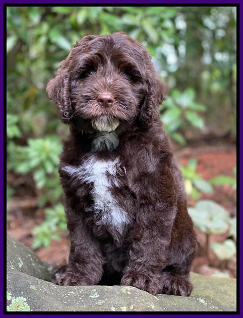 Sundae Camo pups 8 wks old 3200