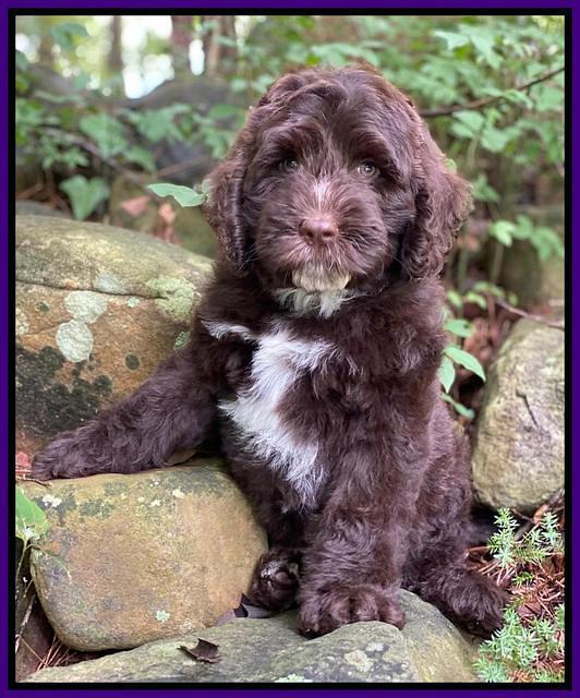 Sundae Camo pups 8 wks old 4200