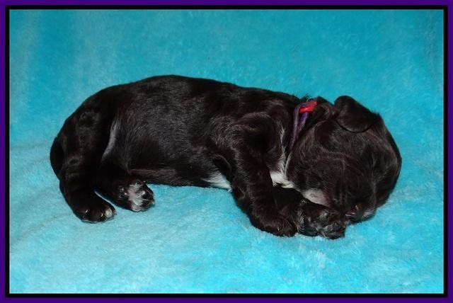 Sundae Dansby pups 2 wks old 81