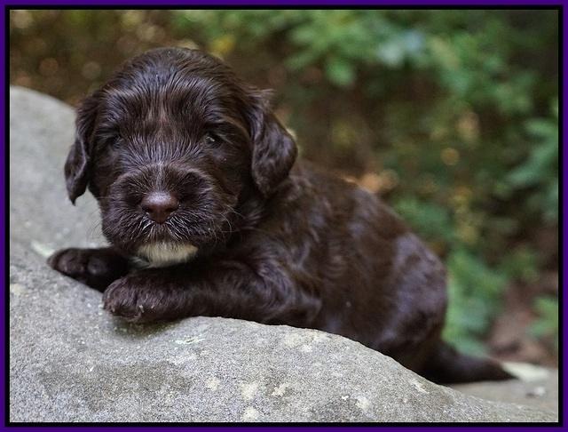 Sundae Dansby pups 3 wks old 101