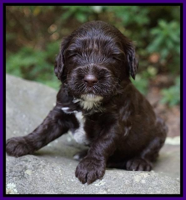 Sundae Dansby pups 3 wks old 71